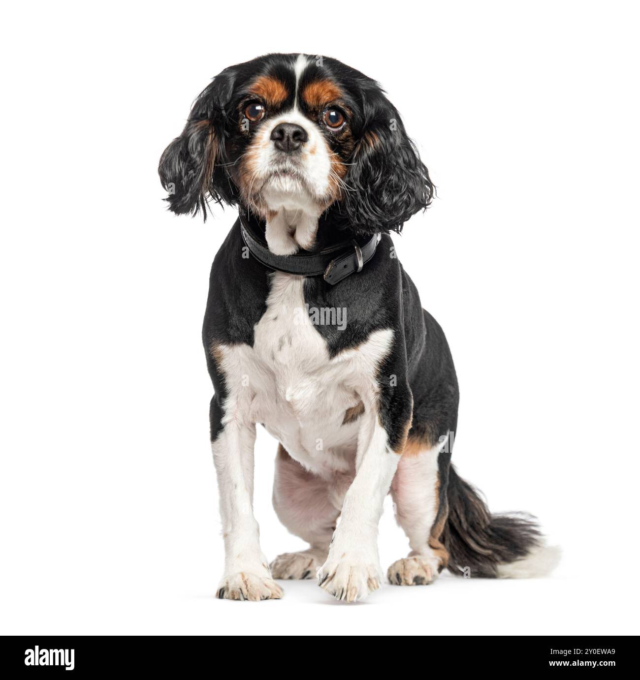Der sitzende Kavalier King Charles trägt ein Hundehalsband, isoliert auf weiß Stockfoto