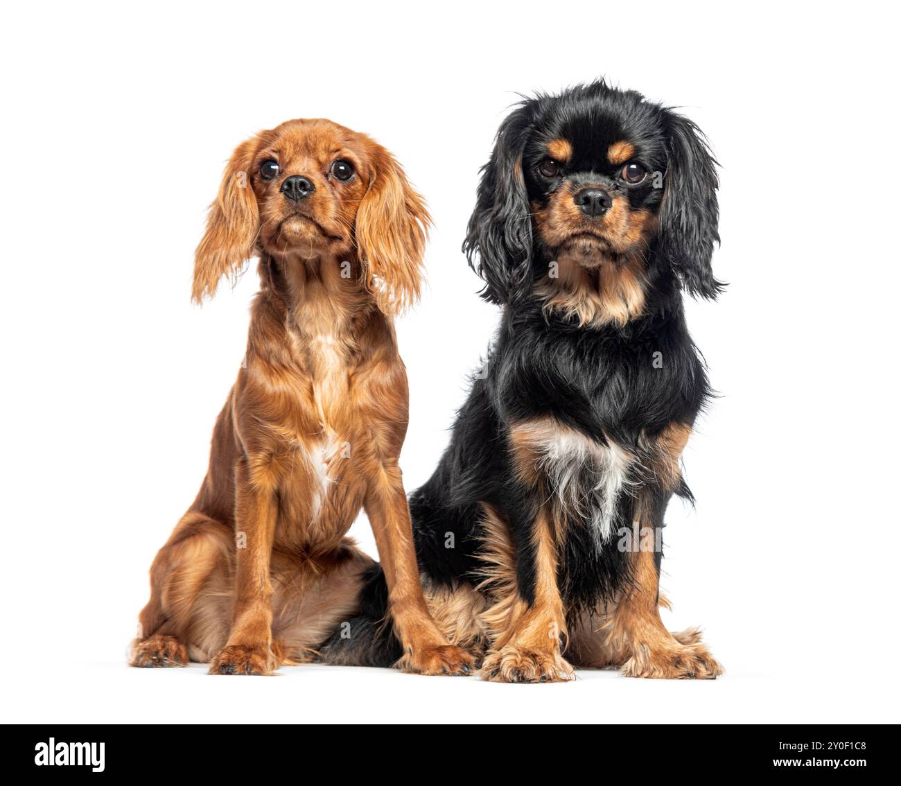 Zwei Kavalier King Charles sitzen zusammen und schauen in die Kamera Stockfoto