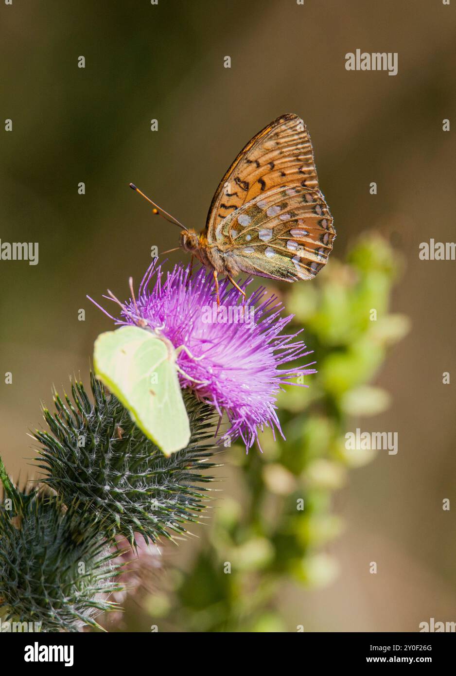 CIRSIUM VULGARE gewöhnliche Disteldistel mit einem gemeinsamen Schwefel und einem Schmetterling Stockfoto