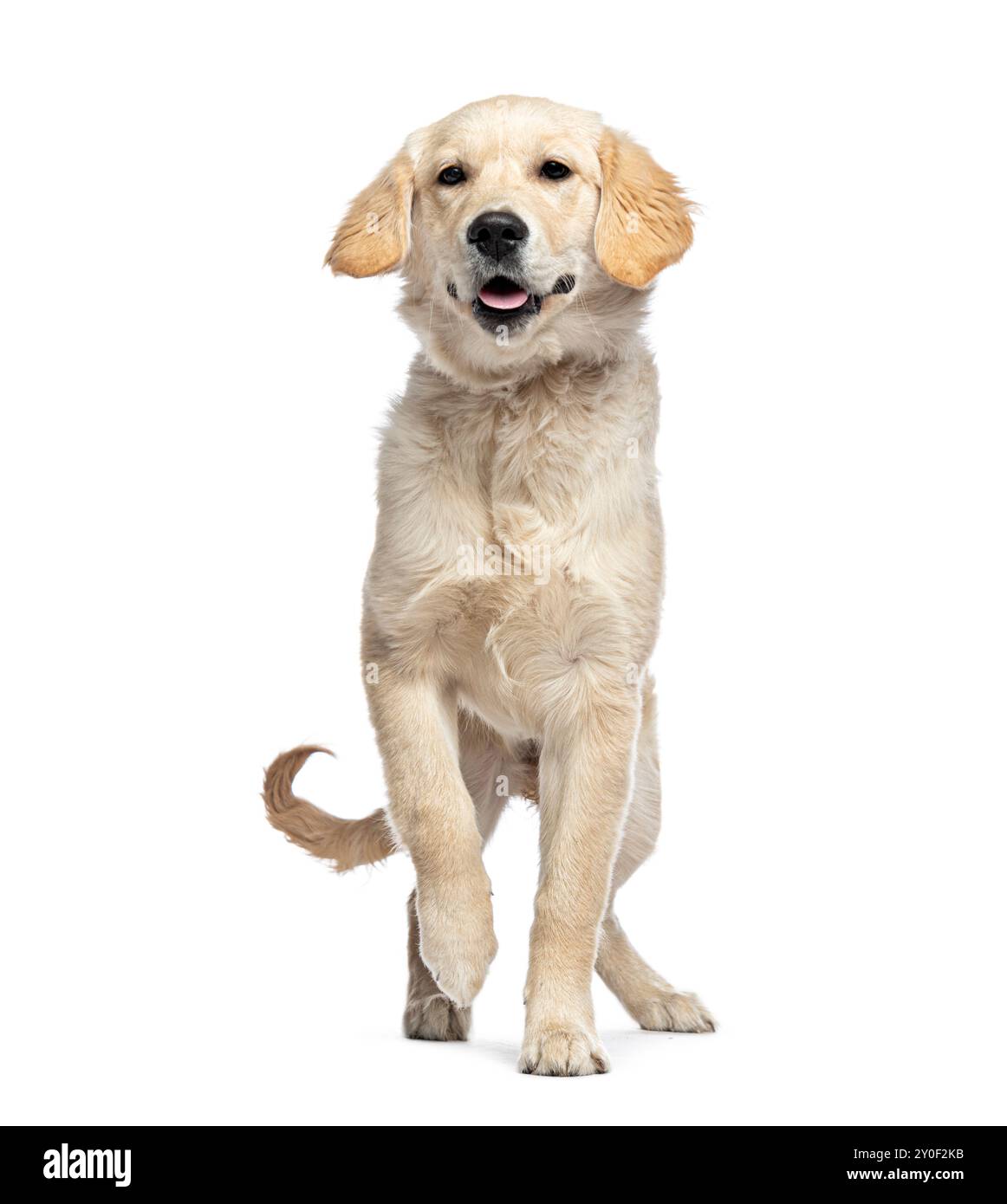 Wir gehen auf die Kamera zu, Golden Retriever, isoliert auf weiß Stockfoto
