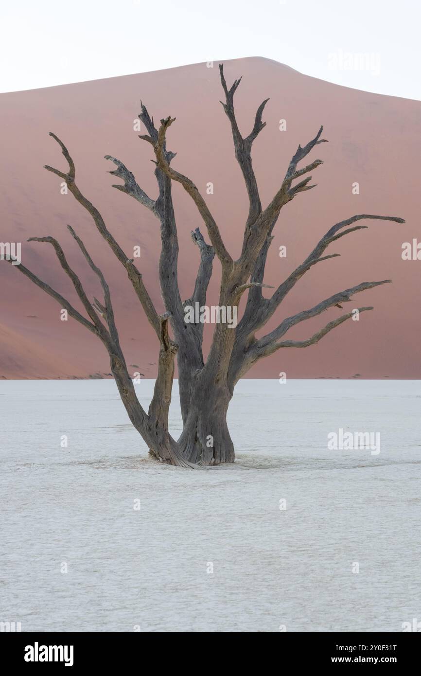 Deadvlei in Namibia ist der Standort von 800 Jahre alten Skelettbäumen Stockfoto