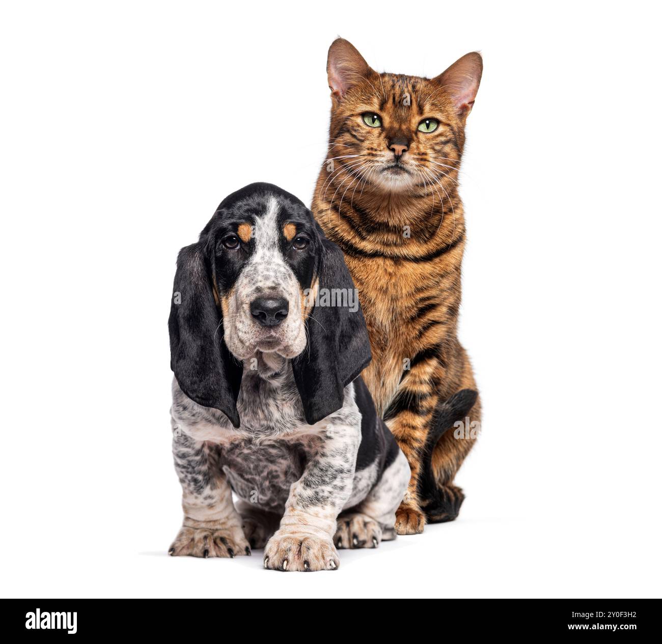 Toyger-Katze sitzt hinter einem blauen gascogne-Basset-Welpen, isoliert auf weiß Stockfoto