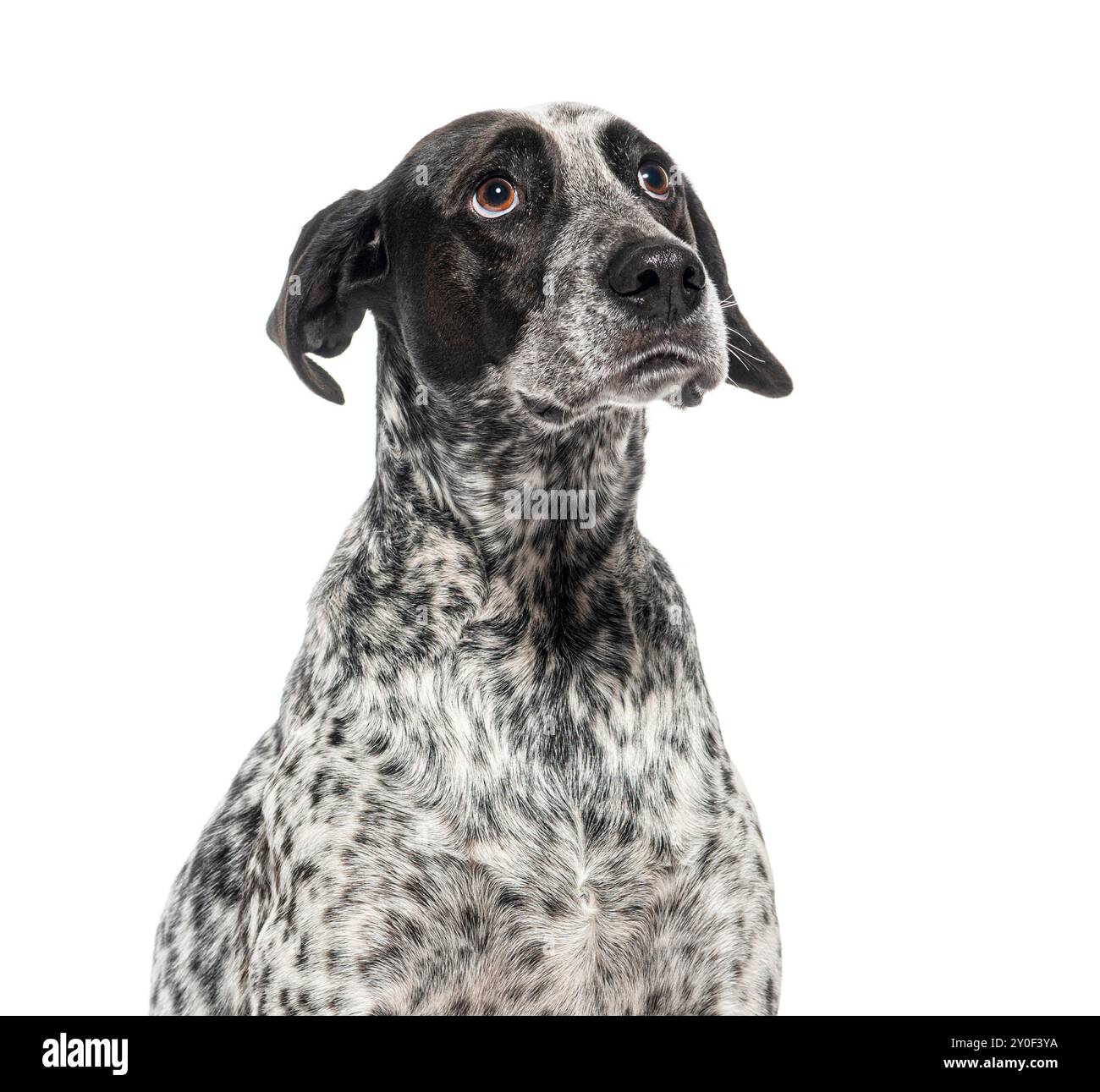 Nahaufnahme eines neugierigen schwarz-weiß gefleckten Hundes, Braque d'auvergne, mit gefühlvollen Augen, Traurigkeit und Fragen, isoliert auf weiß Stockfoto