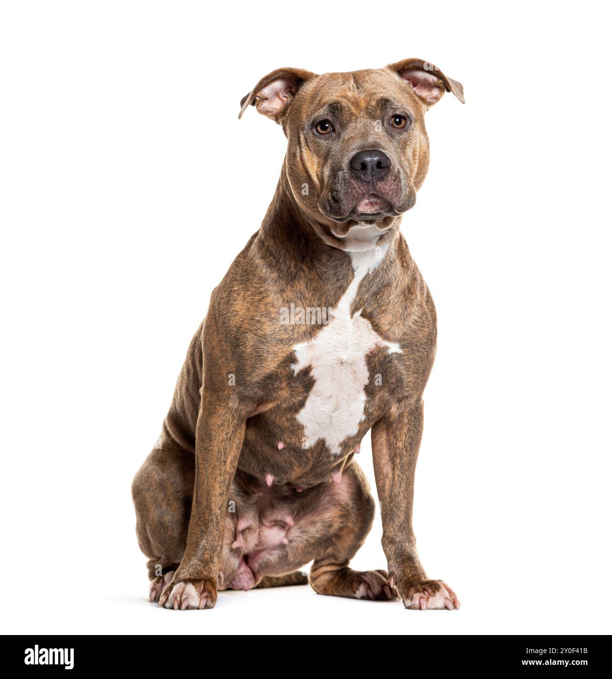 Porträt eines fokussierten Amstaff, der elegant vor reinweißem Hintergrund sitzt Stockfoto