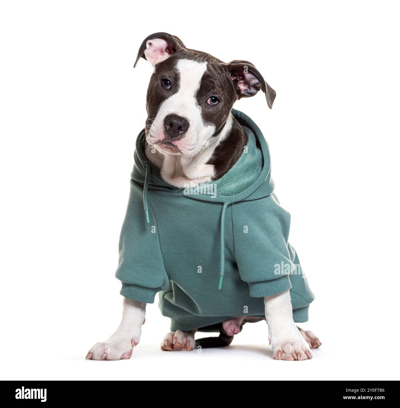 Entzückender staffordshire Bullterrier Welpe mit grünem Hoody auf weißem Hintergrund Stockfoto