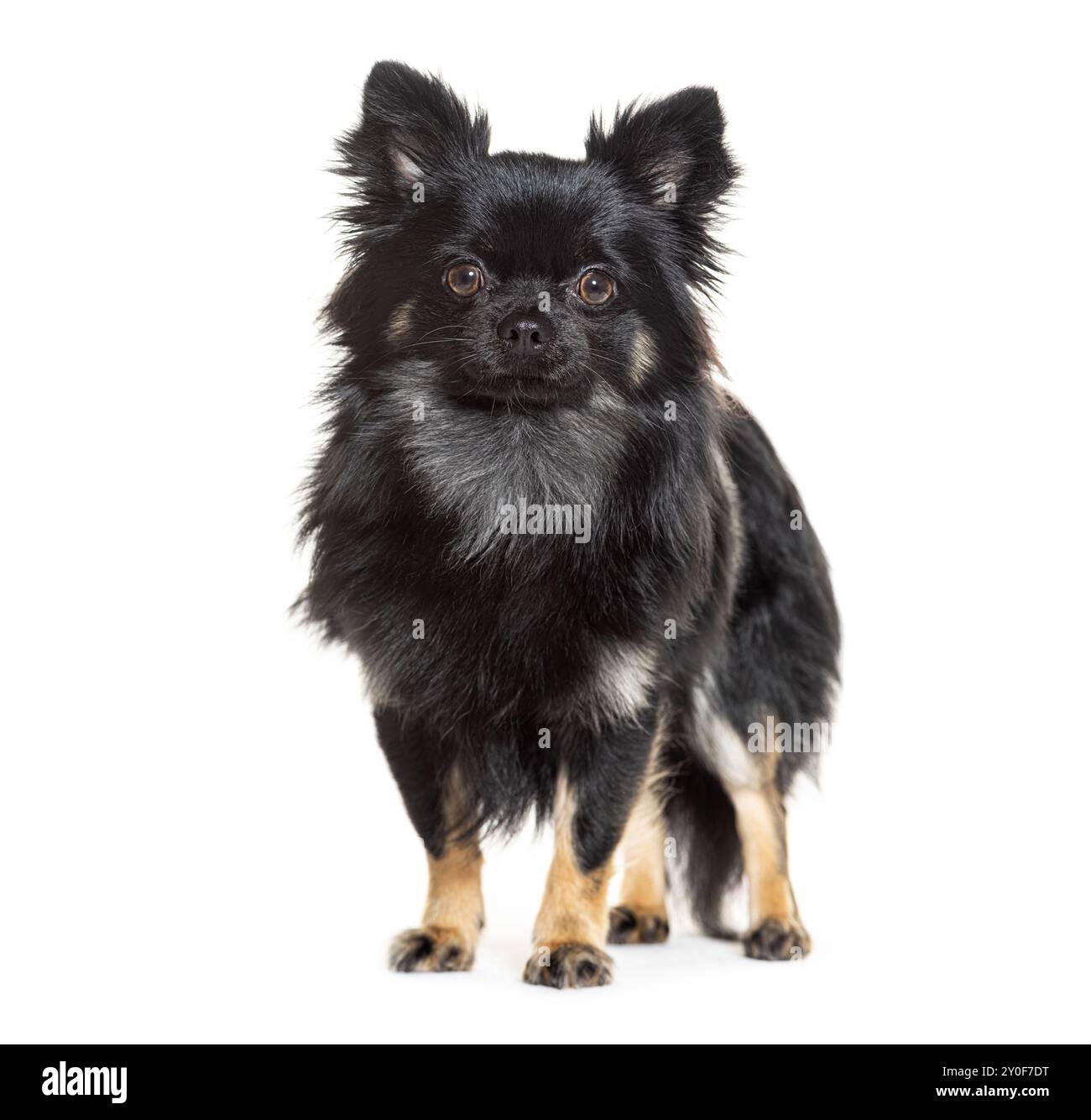 Niedlicher Spitzhund mit schwarzem und braunem Pelzporträt isoliert auf weißem Hintergrund Stockfoto