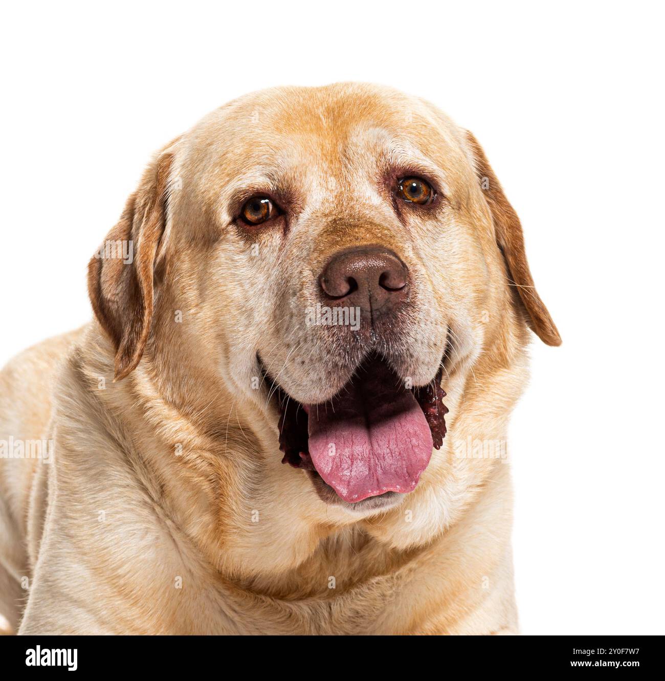 Der ältere labrador Retriever hecht mit der Zunge und sieht glücklich aus Stockfoto