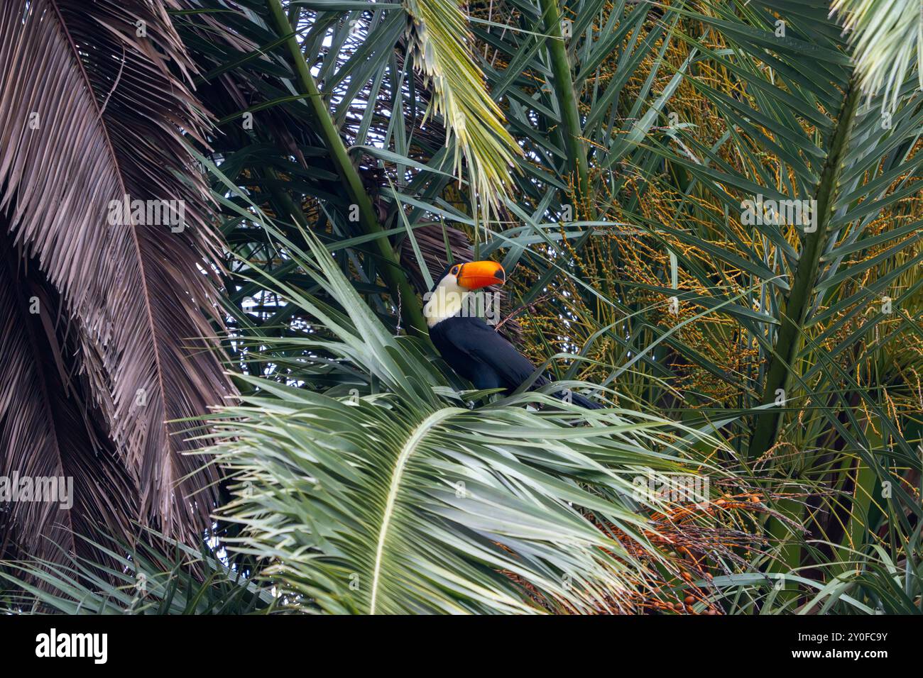 Ein Toco Toucan, Ramphastos toco, thront in einer Palme in San Jose de Metan, Argentinien. Stockfoto
