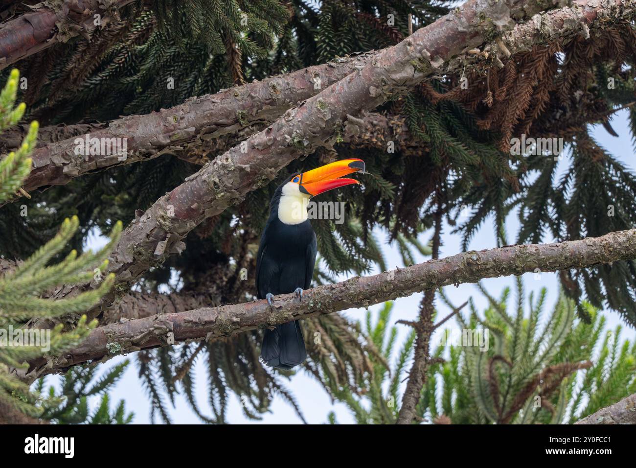 Ein Toco Toucan, Ramphastos toco, in einem Affen-Puzzle-Baum in San Jose de Metan, Argentinien. Stockfoto