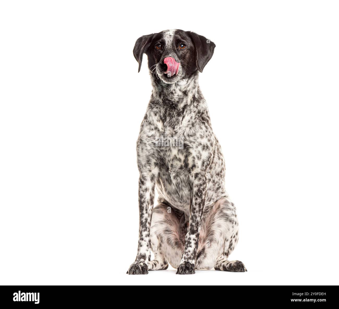 Niedlicher schwarz-weißer Hund mit ausgerückter Zunge, der sitzt und seine Nase leckt Stockfoto