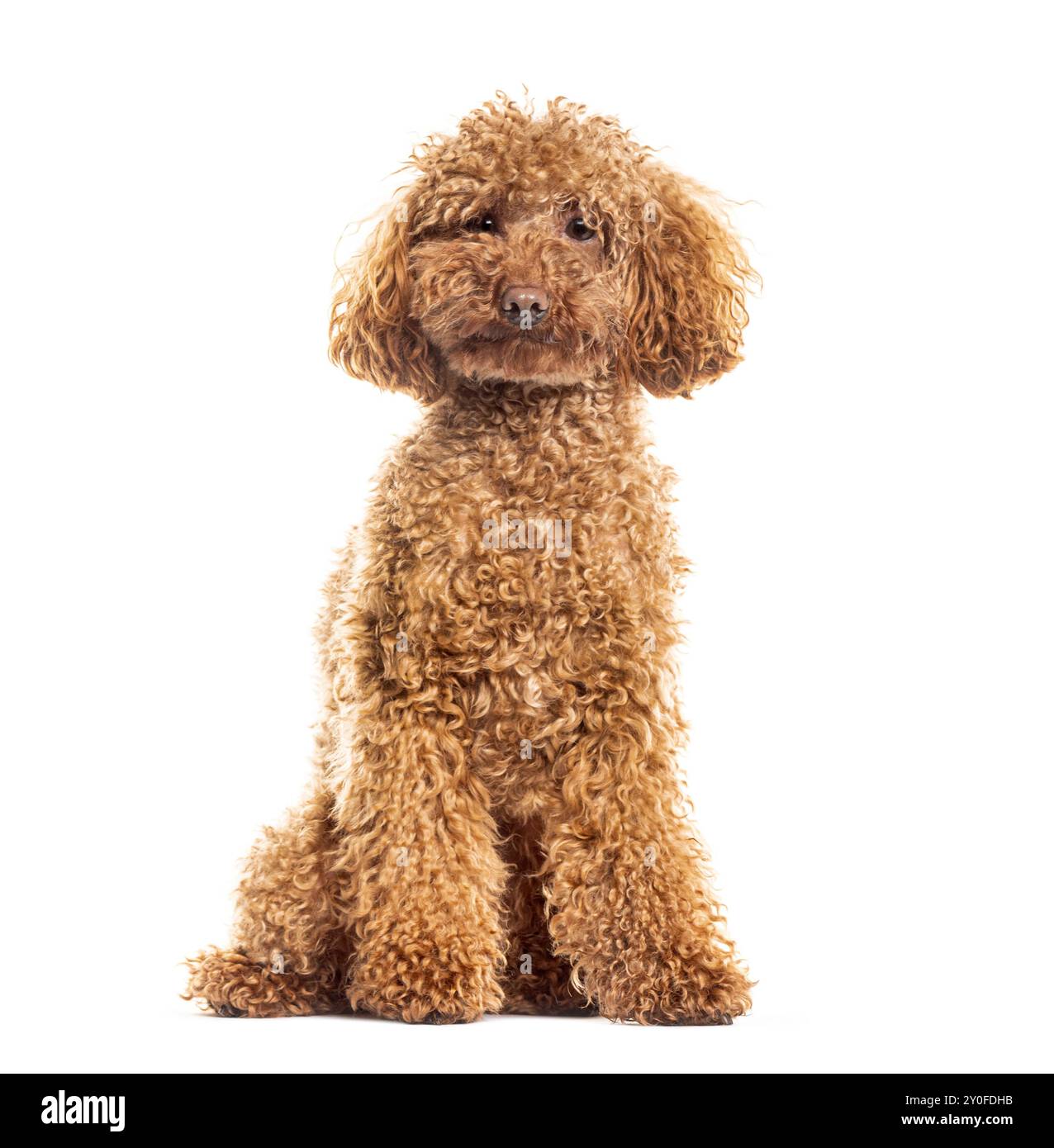 Entzückender, lockiger Pudel, der auf weißem Hintergrund sitzt und posiert Stockfoto