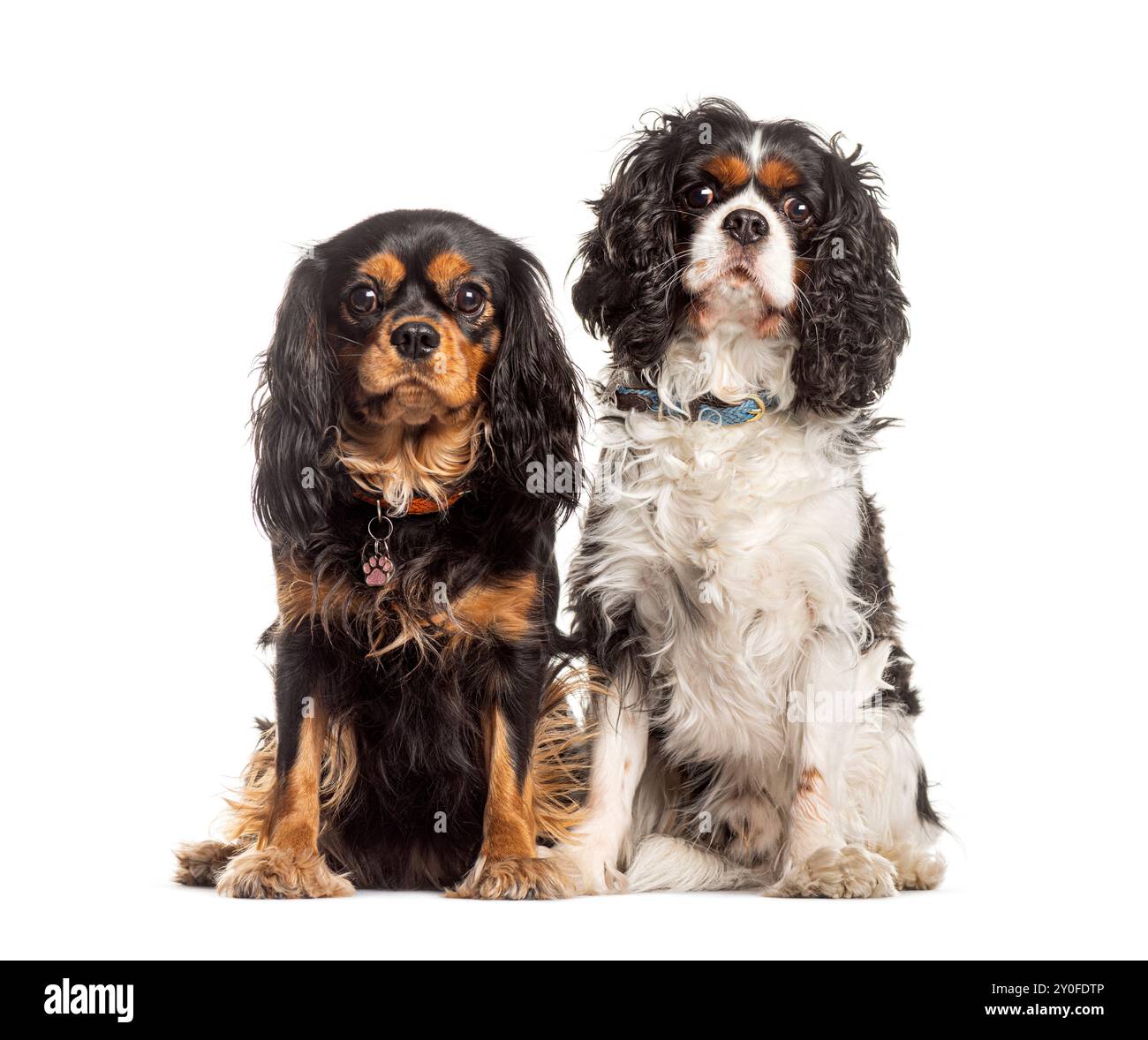 Fröhlicher alter Mischlingshund, der mit einem Kragen graut, steht vor einem weißen Hintergrund und blickt in die Kamera Stockfoto