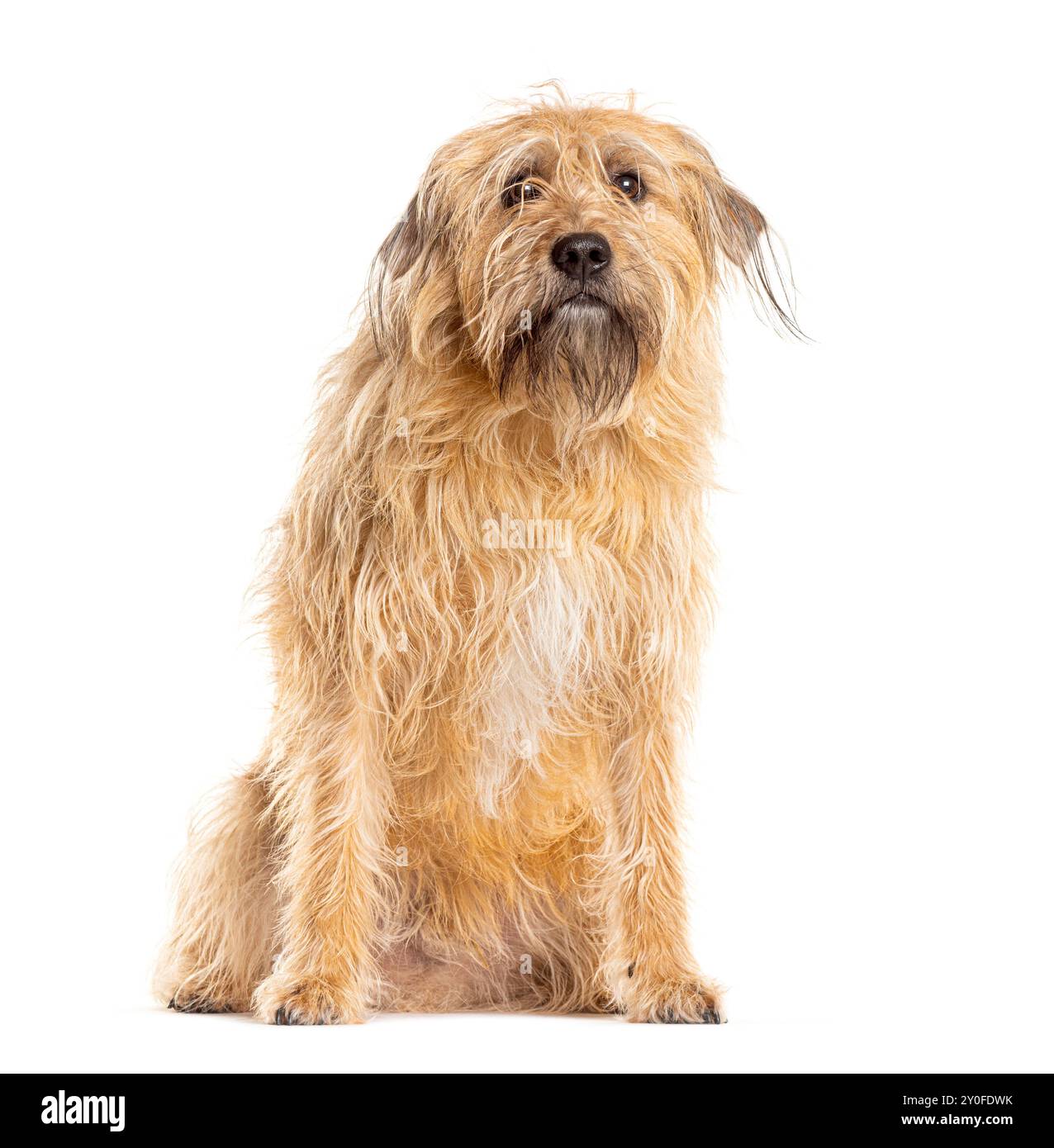 Langhaariger Hund sitzt und blickt in die Kamera auf weißem Hintergrund Stockfoto
