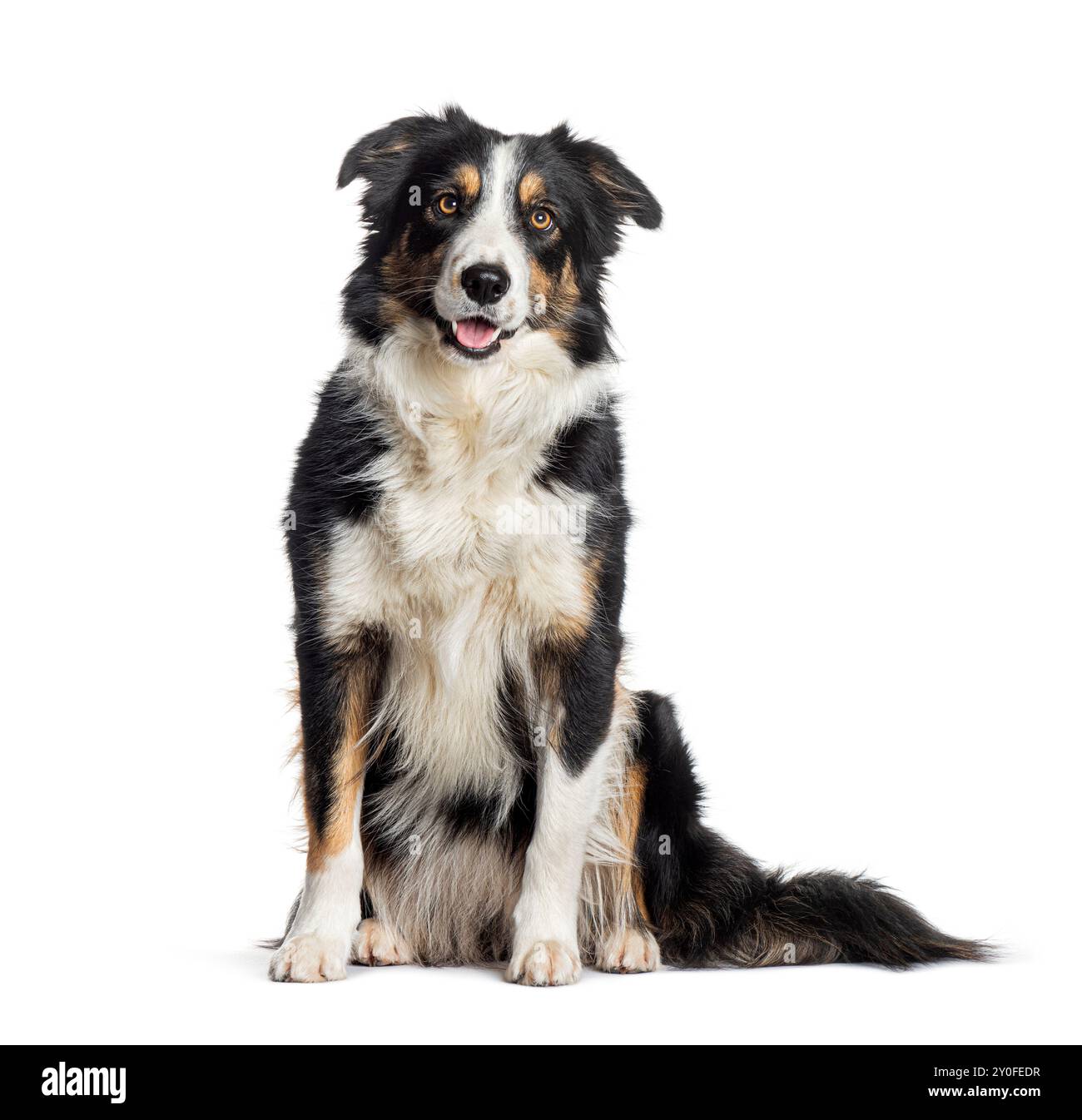 Glücklicher schwarzer und brauner Collie-Hund, der sitzt und die Kamera isoliert auf weiß betrachtet Stockfoto
