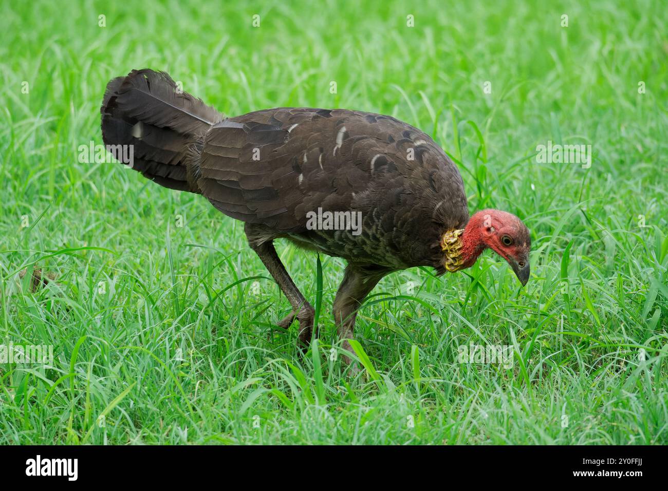 Australian Brush Truthahn Walknig auf Gras Stockfoto