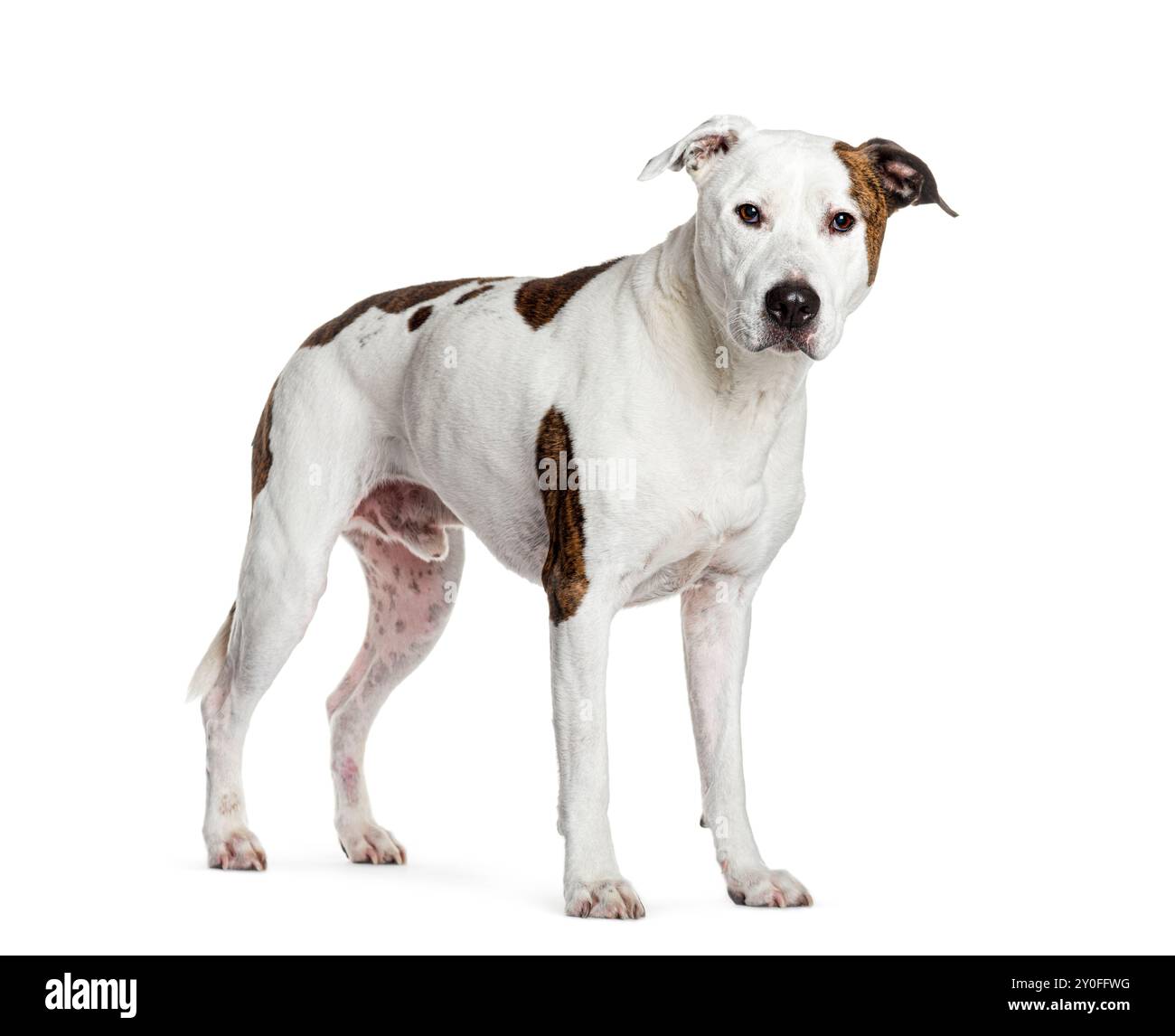 Amerikanischer staffordshire Terrier mit weißem und braunem Fell steht auf weißem Hintergrund Stockfoto