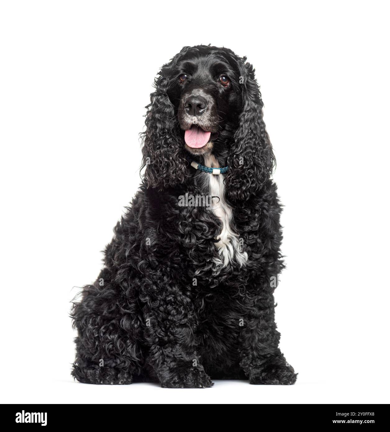 Schwarzer englischer Cocker Spaniel mit langem schwarzem Fell auf weißem Hintergrund Stockfoto