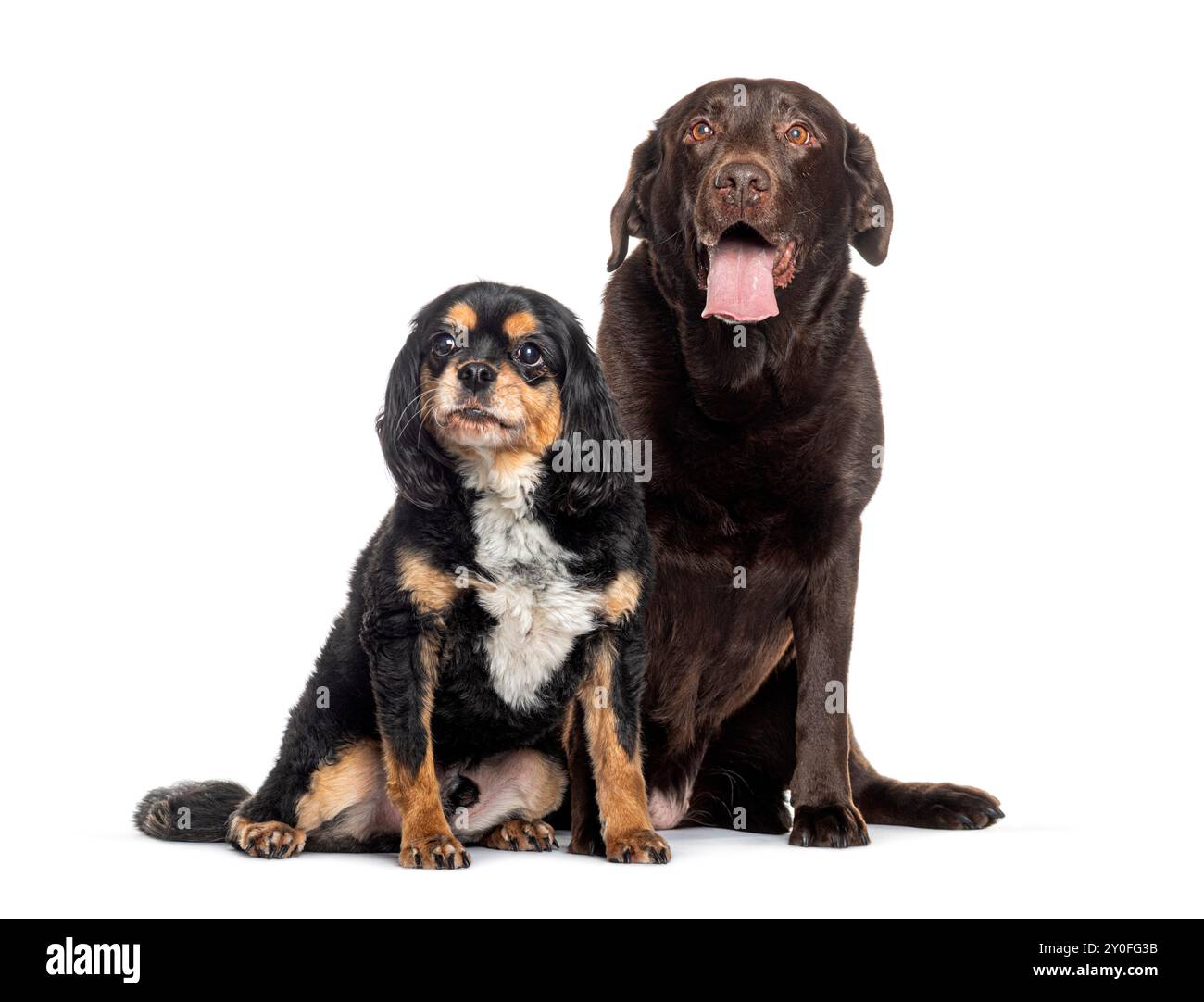 Cavalier-König charles Spaniel und ein Schokoladen-labrador-Retriever sitzen isoliert auf weiß Stockfoto