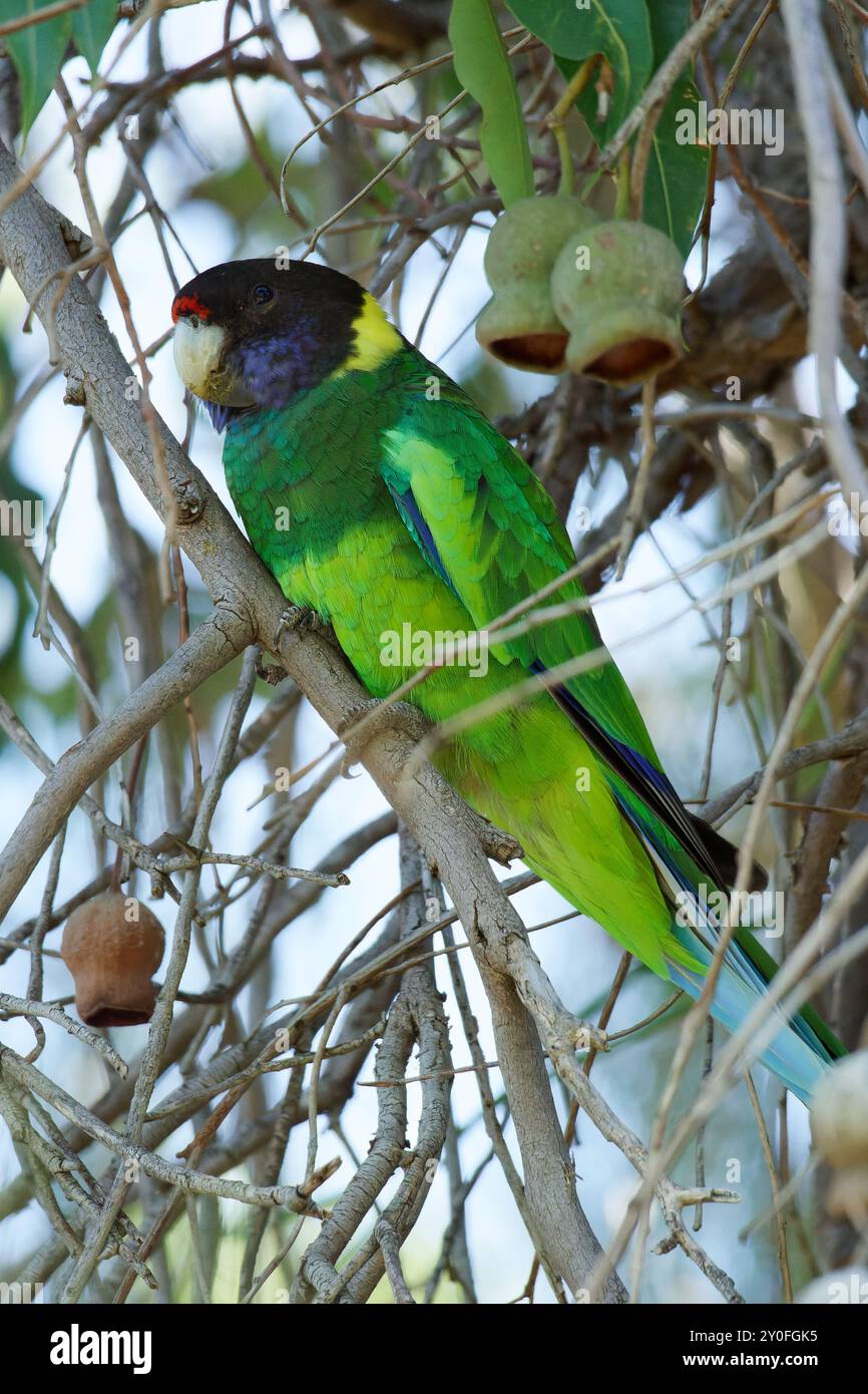 Australischer Ringneck-Papagei auf einem Ast Stockfoto