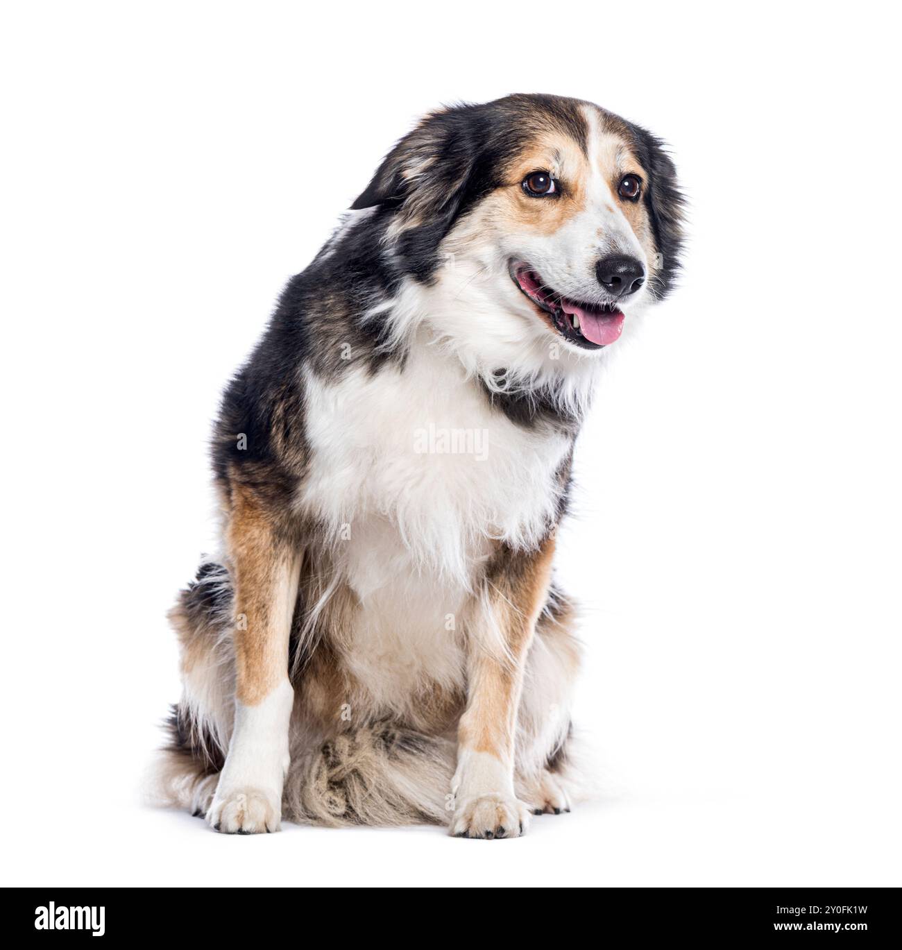 Border Collie Hund, der die Zunge ausstreckt, sitzt und auf weißem Hintergrund wegschaut Stockfoto