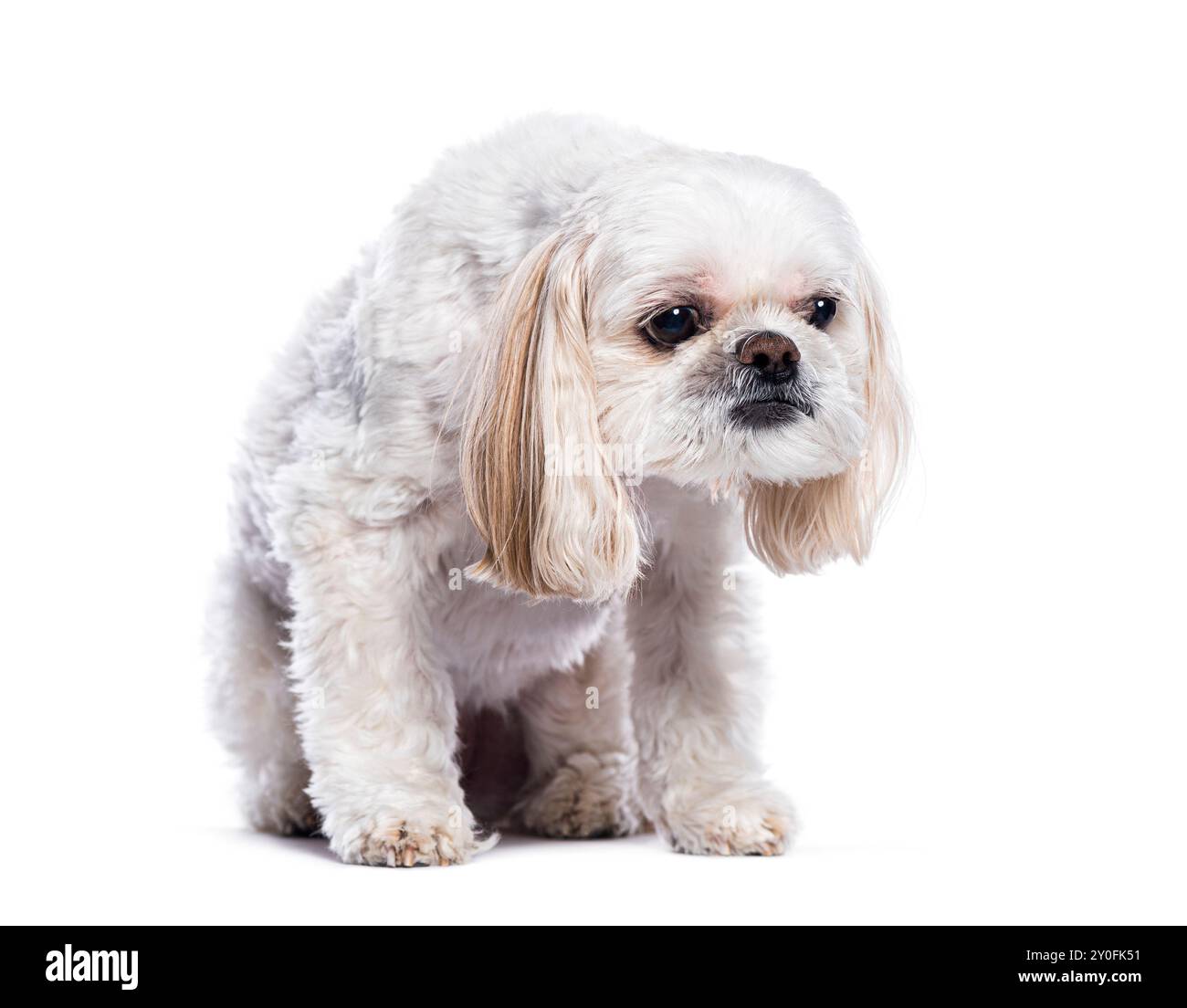 Kleiner weißer Shih-Tzu-Hund, der auf weißem Hintergrund sitzt und traurig aussieht Stockfoto