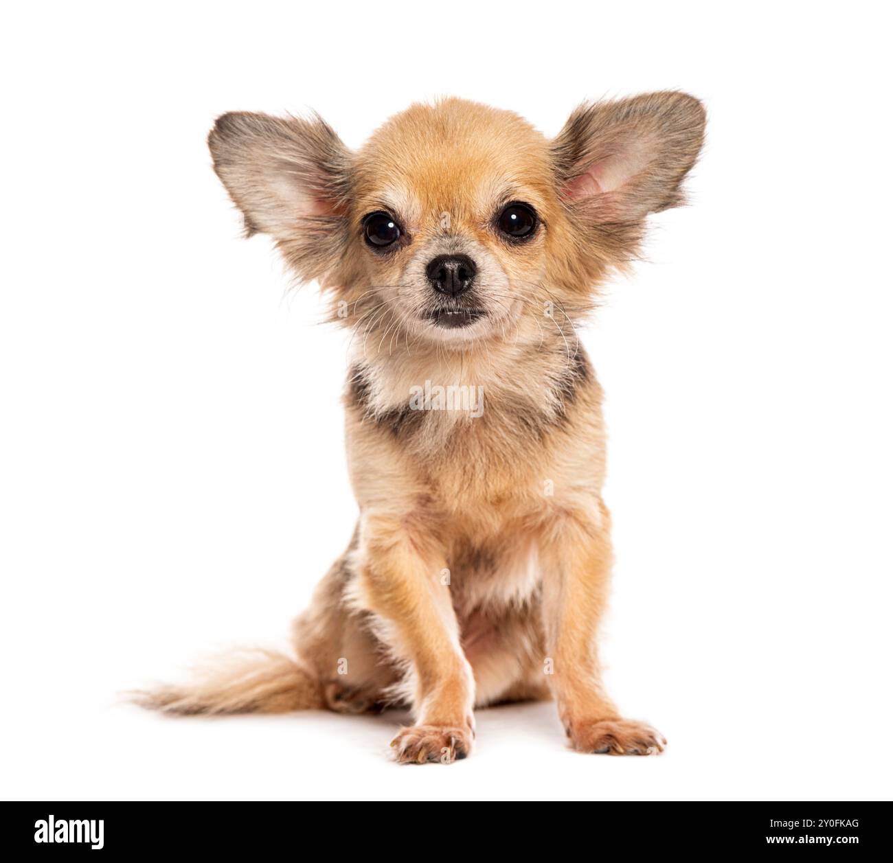 Brauner kleiner Chihuahua mit großen Ohren sitzend, isoliert auf weiß Stockfoto