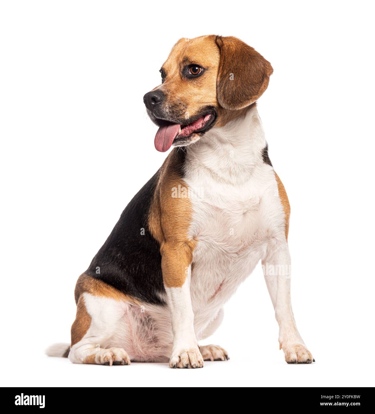 Beagle-Hund sitzt, hecht und blickt weg, isoliert auf weiß Stockfoto