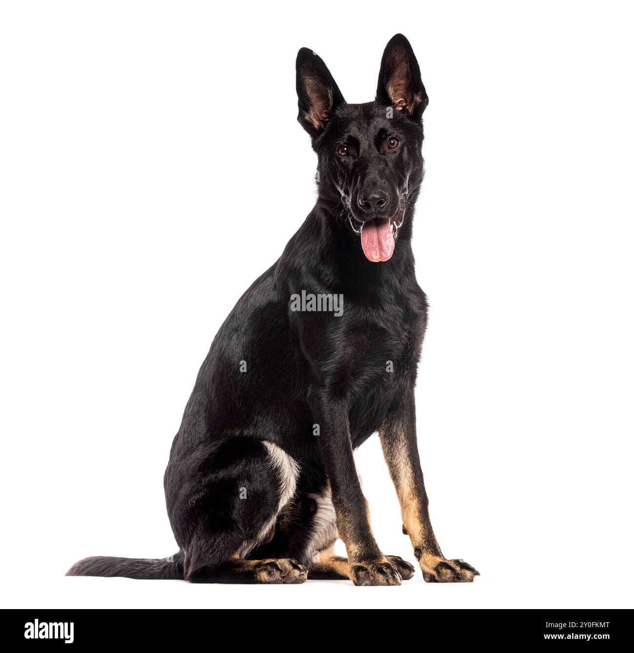 Acht Monate alter schwarzer Schäferhund, sitzend, keuchend und in die Kamera blickend, isoliert auf weiß Stockfoto