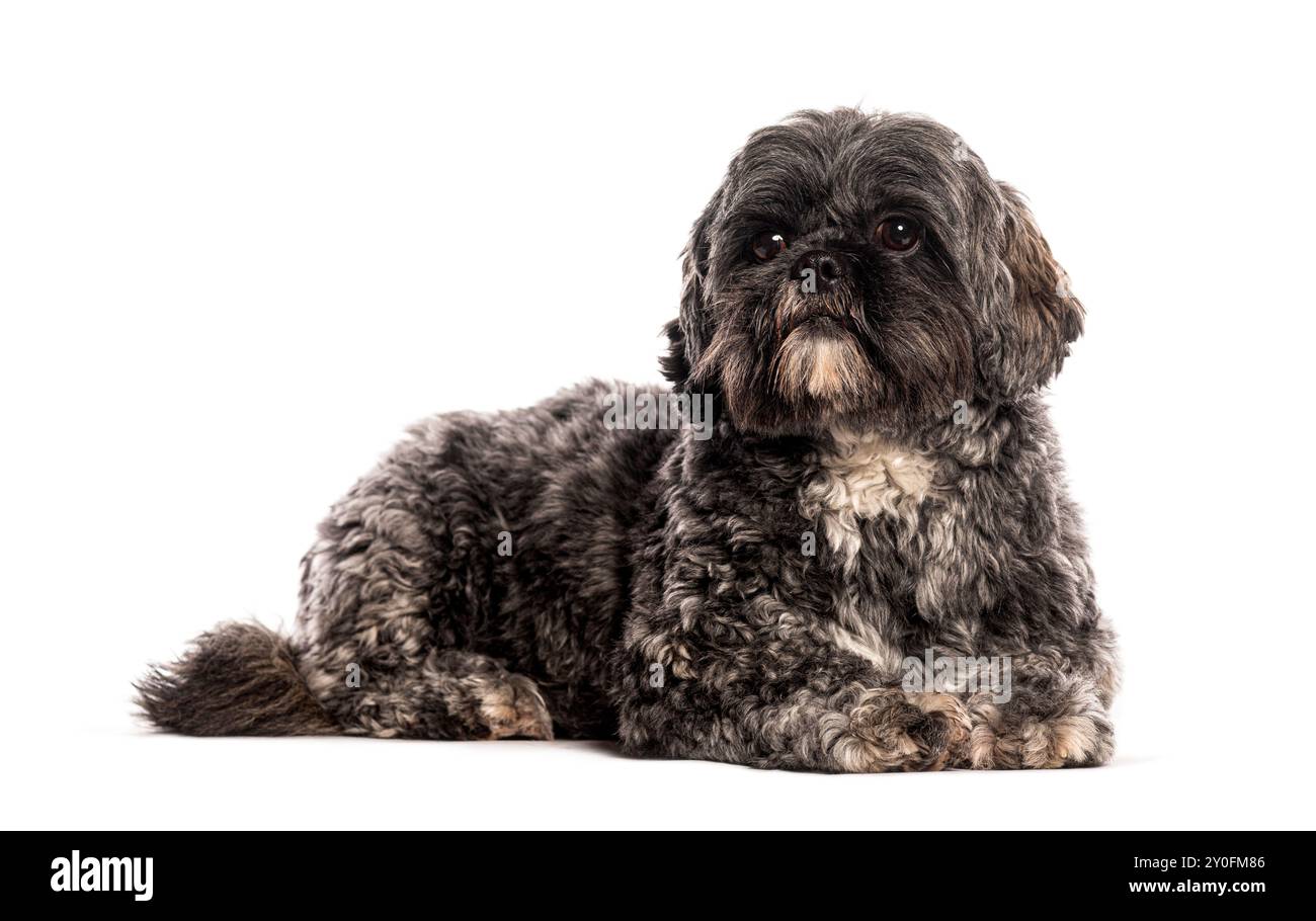 Grauer und weißer Lhasa Apso-Hund mit langen Haaren, die auf weißem Hintergrund liegen Stockfoto