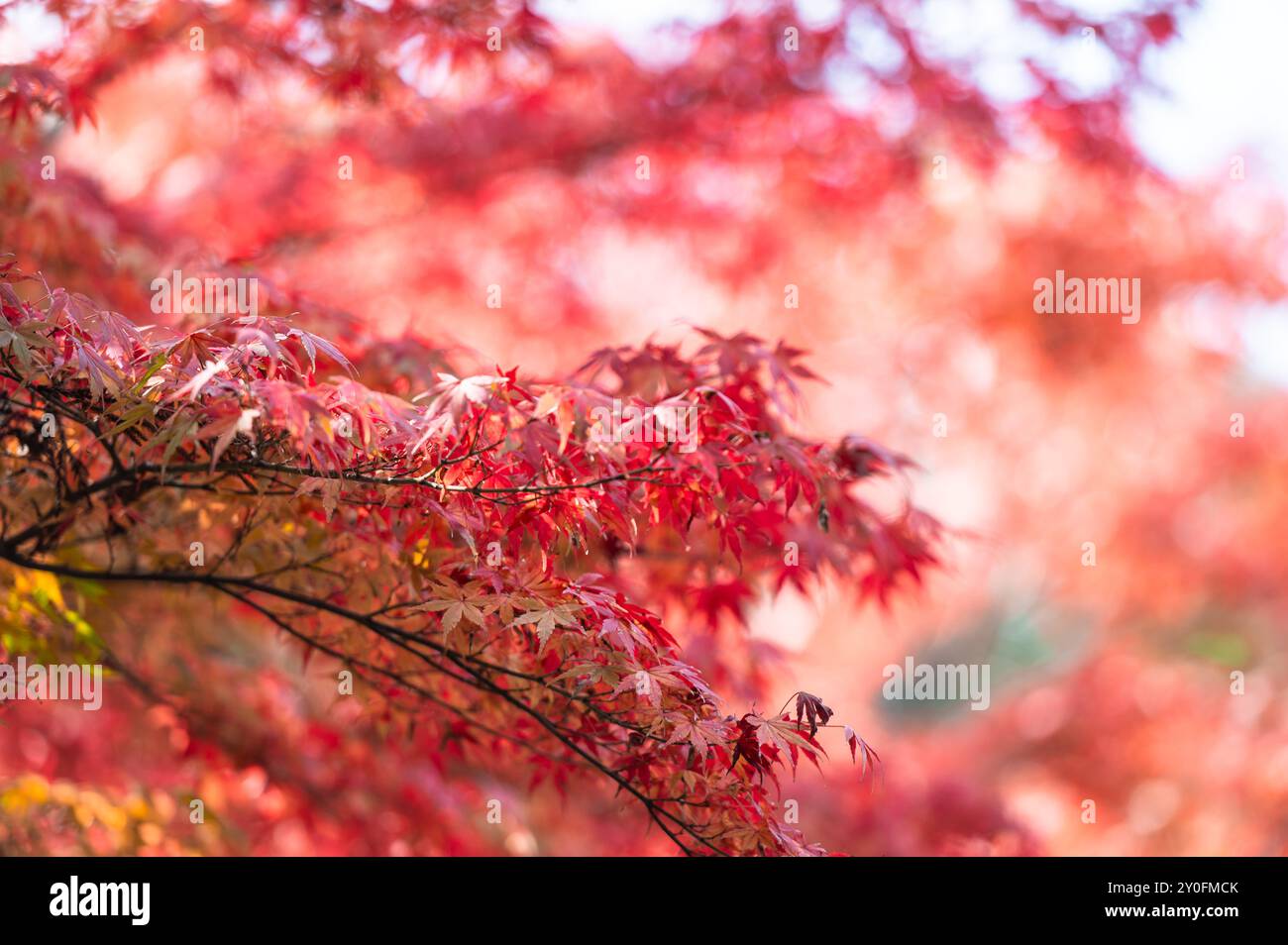 Ein Zweig aus leuchtend roten Ahornblättern hebt sich vor einem sanft verschwommenen Hintergrund hervor und schafft eine traumhafte und lebhafte Herbstszene. Die zarten Blätter c Stockfoto