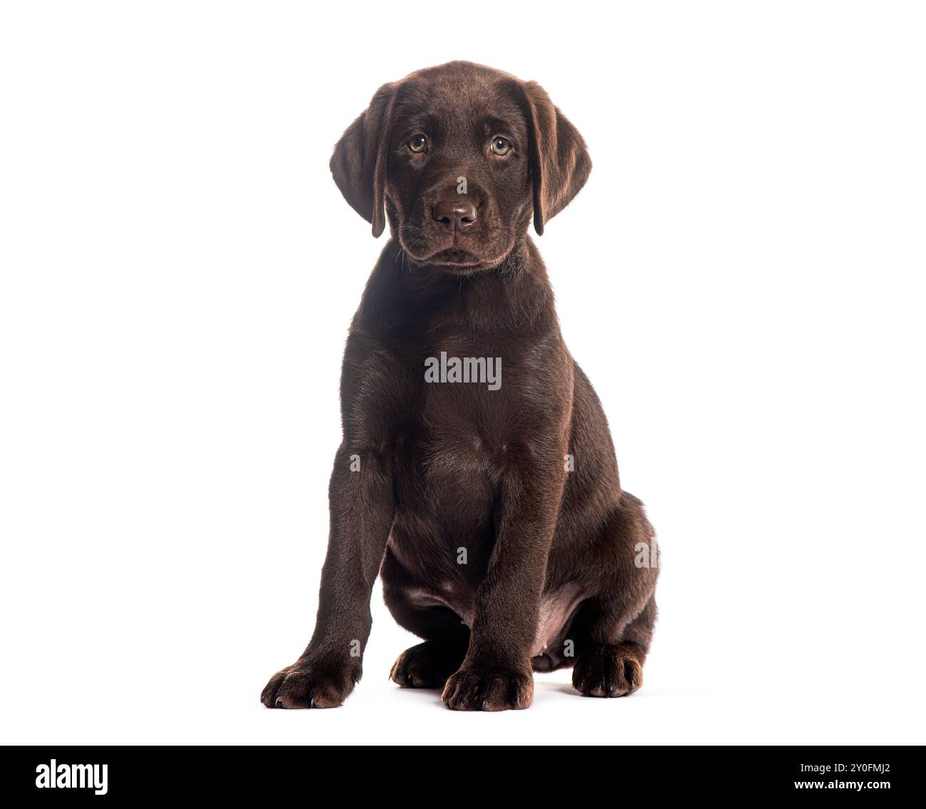 Zwei Monate alter Chocolate labrador Retriever Welpe sitzt und blickt neugierig auf weißem Hintergrund Stockfoto