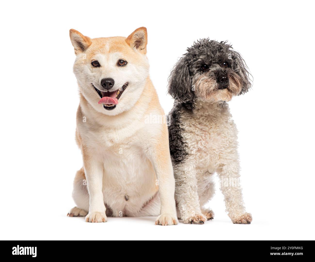 Shiba inu und ein Pudel sitzen auf weißem Hintergrund, ein Hund hecht und der andere schaut wach aus Stockfoto