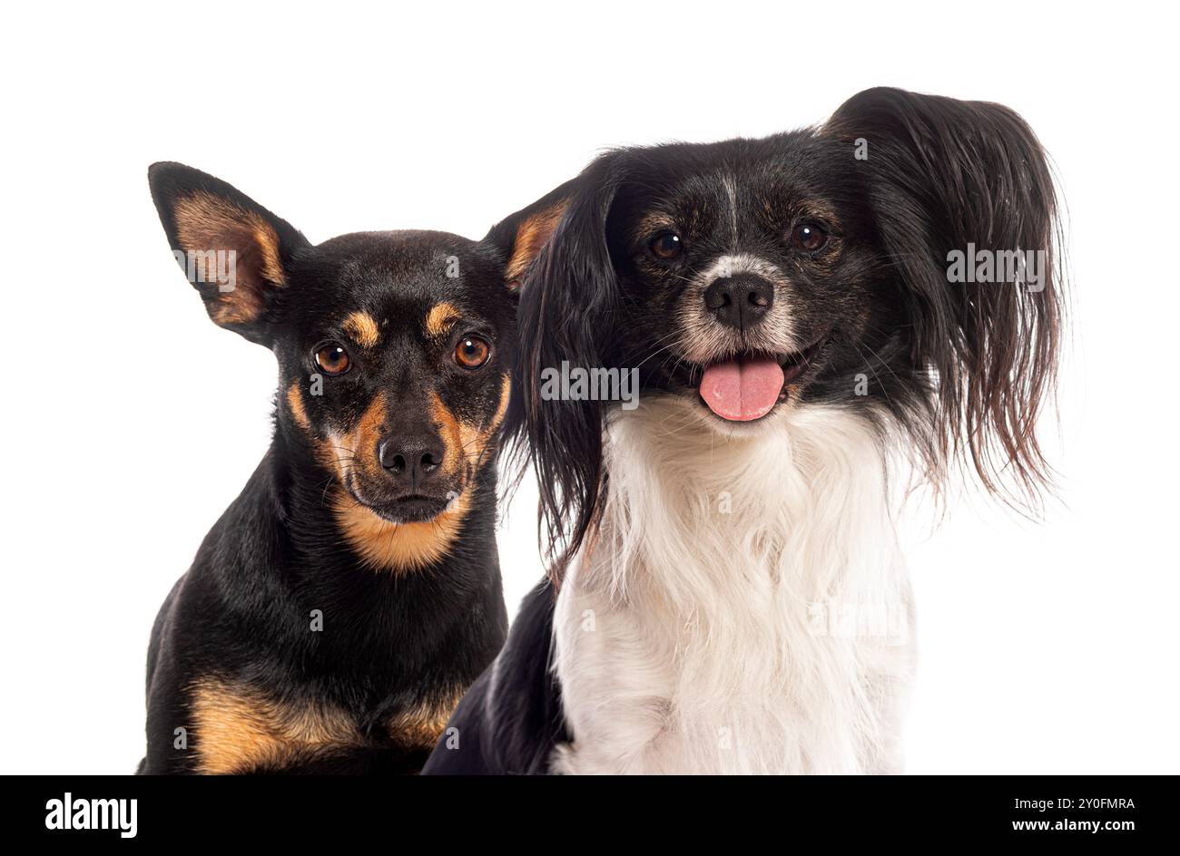Papillon und ein Mischhund sitzen vor einem weißen Hintergrund Stockfoto