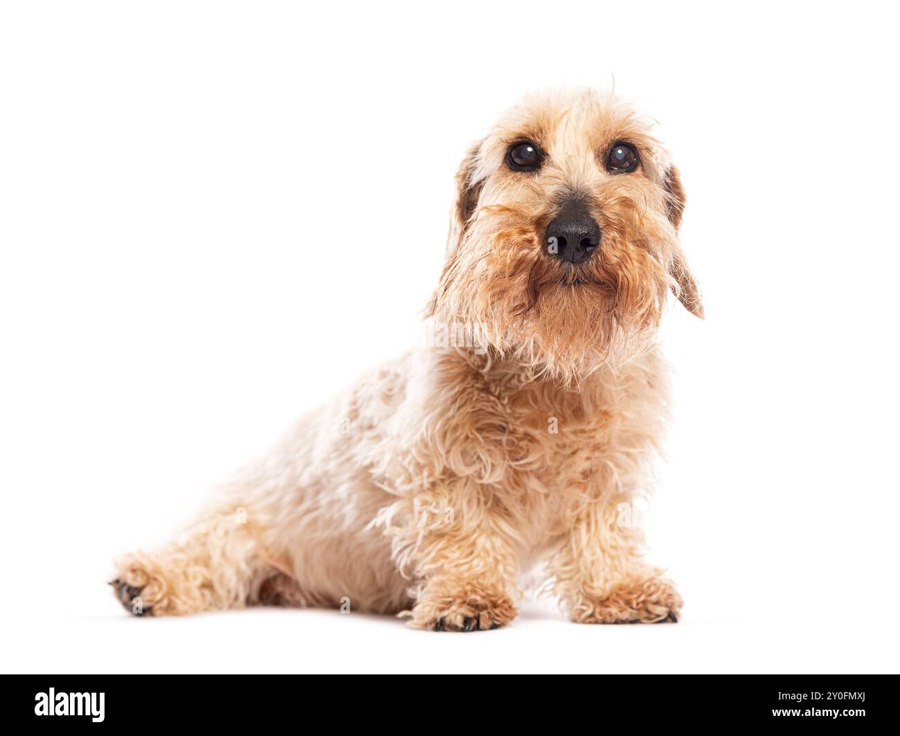 Entzückender, drahtloser Dackelhund, der mit einem neugierigen Ausdruck auf weißem Hintergrund sitzt und aufblickt Stockfoto