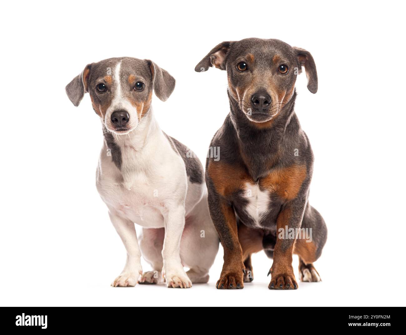 Zwei Hunde sitzen nebeneinander auf weißem Hintergrund Stockfoto