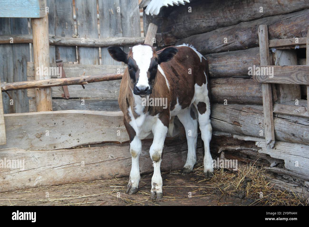 Porträt der jungen Kuh auf dem Bauernhof Stockfoto