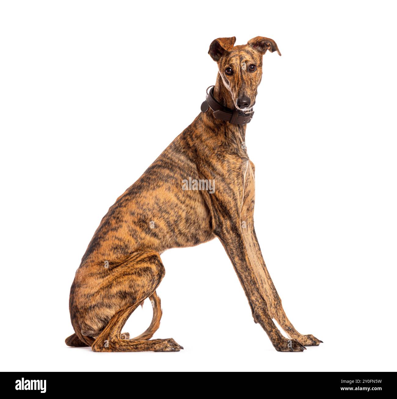 Brindle spanischer windhund mit braunem Kragen sitzend und von der Kamera wegschauend Stockfoto