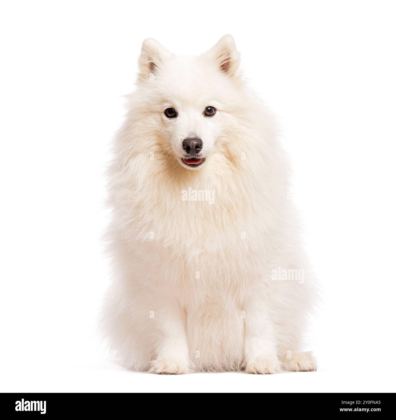 Weißer japanischer Spitzhund, der auf weißem Hintergrund sitzt Stockfoto