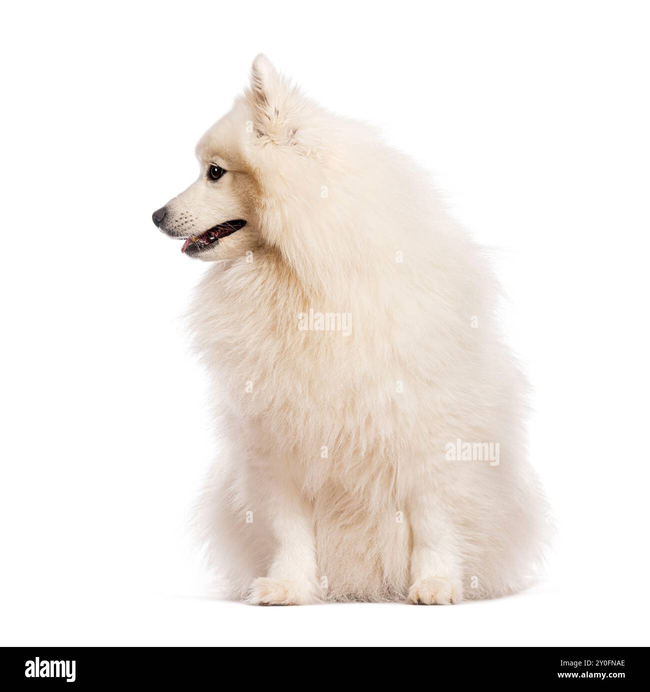 Japanischer Spitzhund sitzt im Profil, schaut zur Seite, isoliert auf weißem Hintergrund Stockfoto