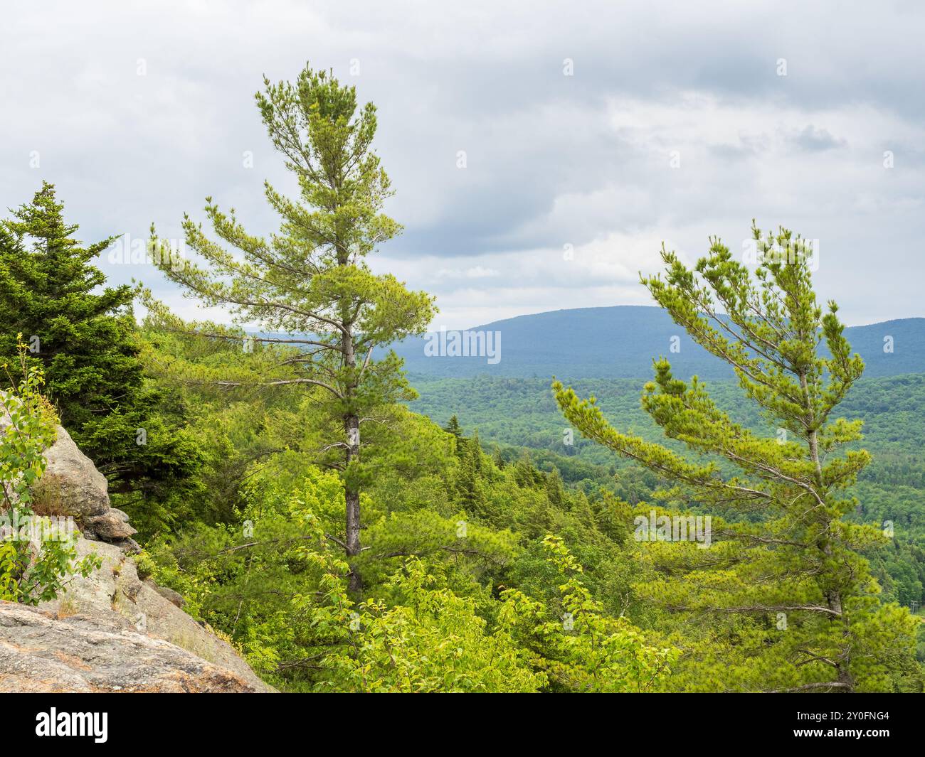 Erleben Sie die ruhige Schönheit der Adirondack Mountains an einem bewölkten Nachmittag mit jungen Kiefern, die den Blick vom Gipfel des Rocky Mountain umgeben Stockfoto