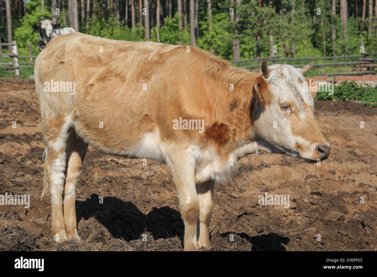 Braunfleckige Kuh spaziert im Dorf in der Nähe des Zauns - russische Landschaft Stockfoto