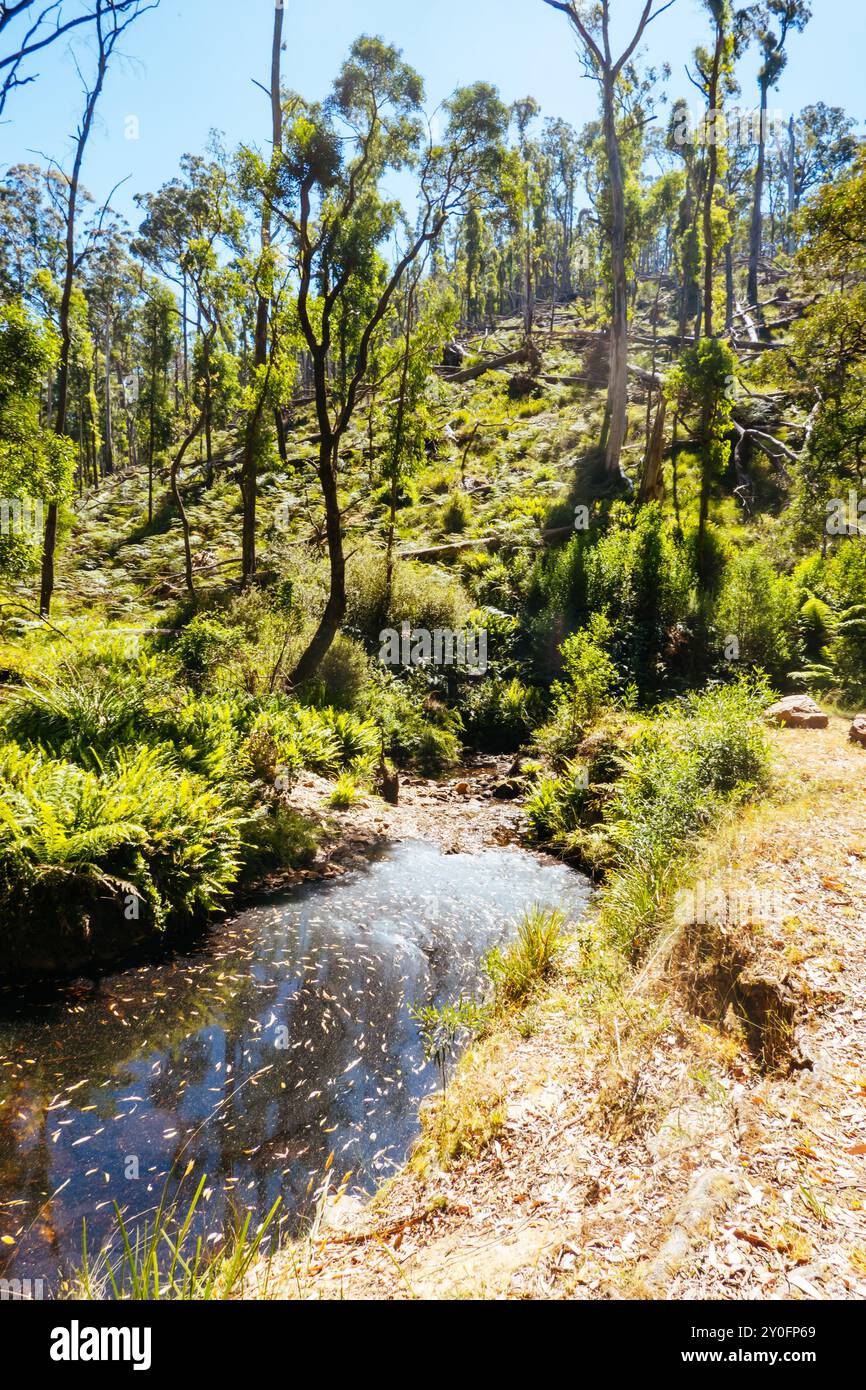 Nolans Creek Picknickbereich in Australien Stockfoto