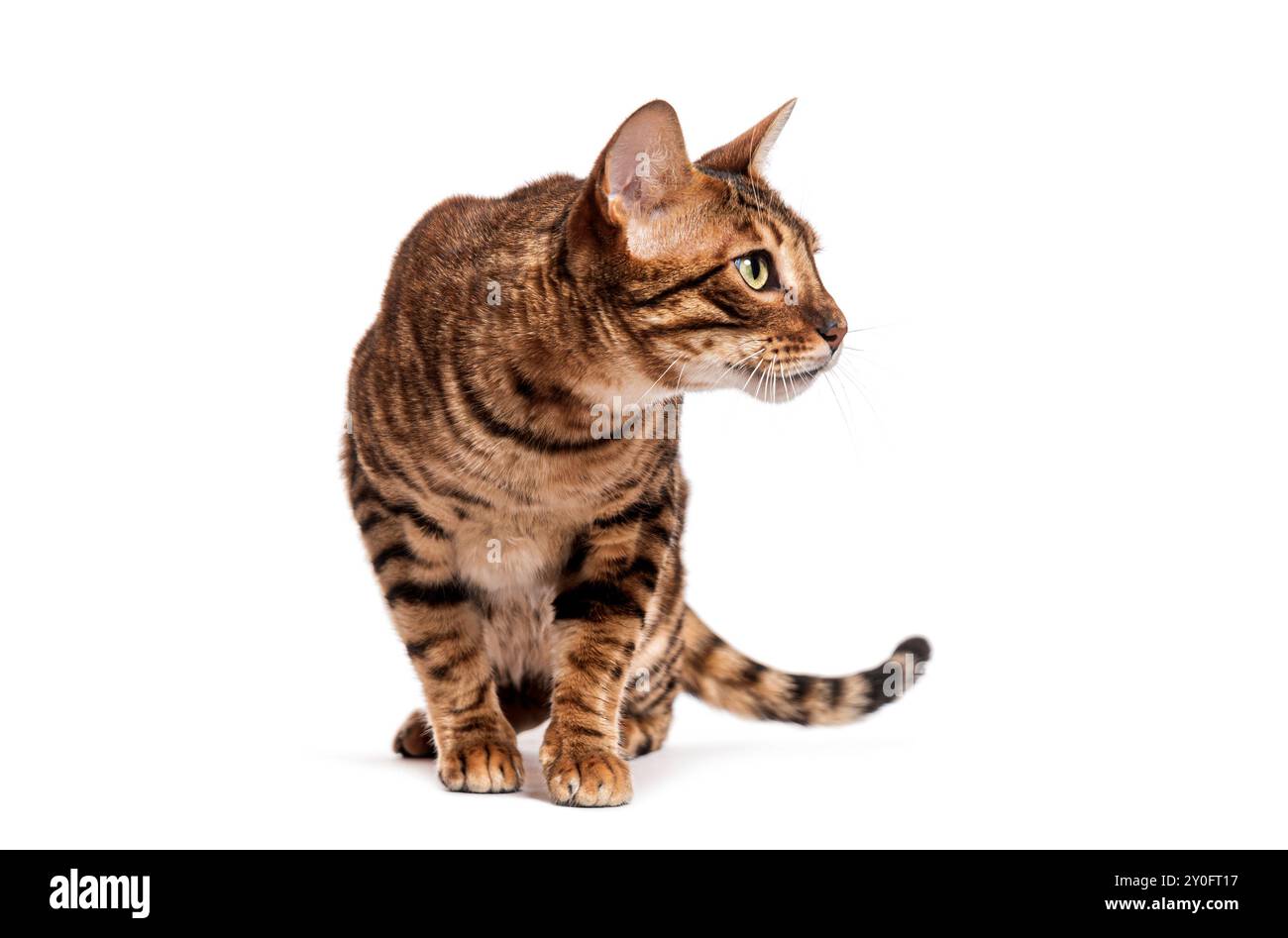 Toyger Katze sitzt und dreht den Kopf, um etwas aus der Kamera zu sehen Stockfoto