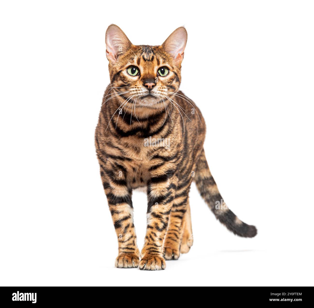 Die Toyger-Katze läuft vorwärts und starrt auf einen weißen Hintergrund Stockfoto