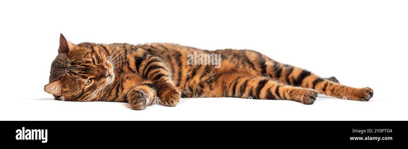 Die Toyger-Katze entspannt sich auf der Seite auf weißem Hintergrund Stockfoto