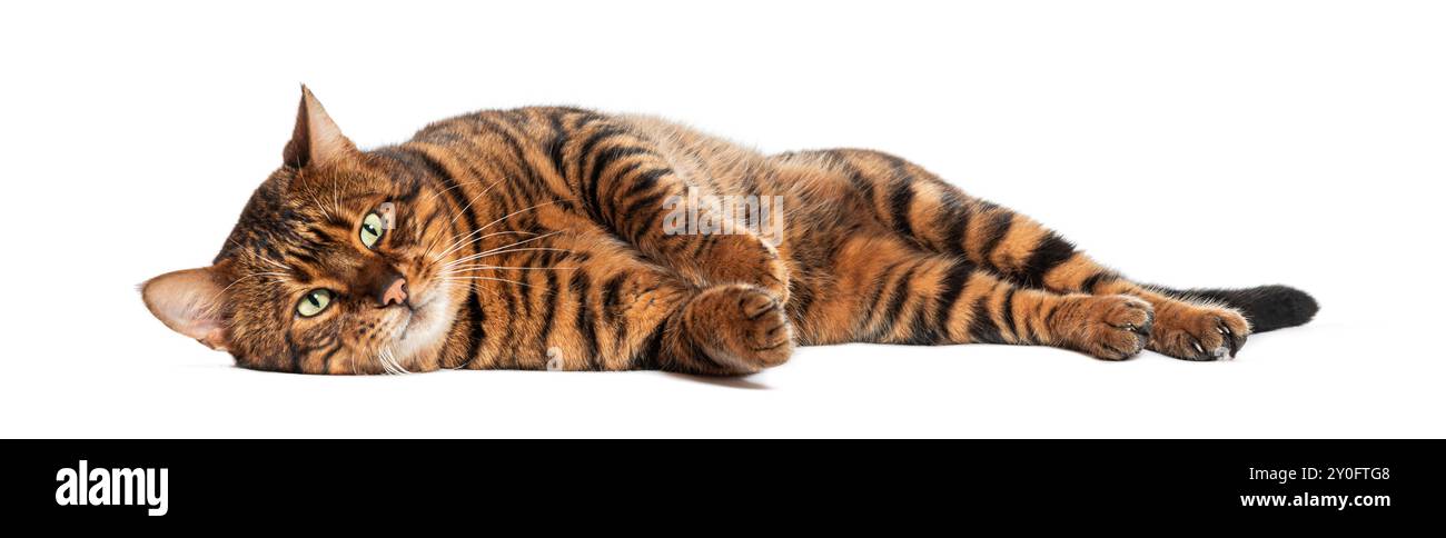 Die süße Spielzeugkatze liegt auf der Seite auf weißem Hintergrund Stockfoto