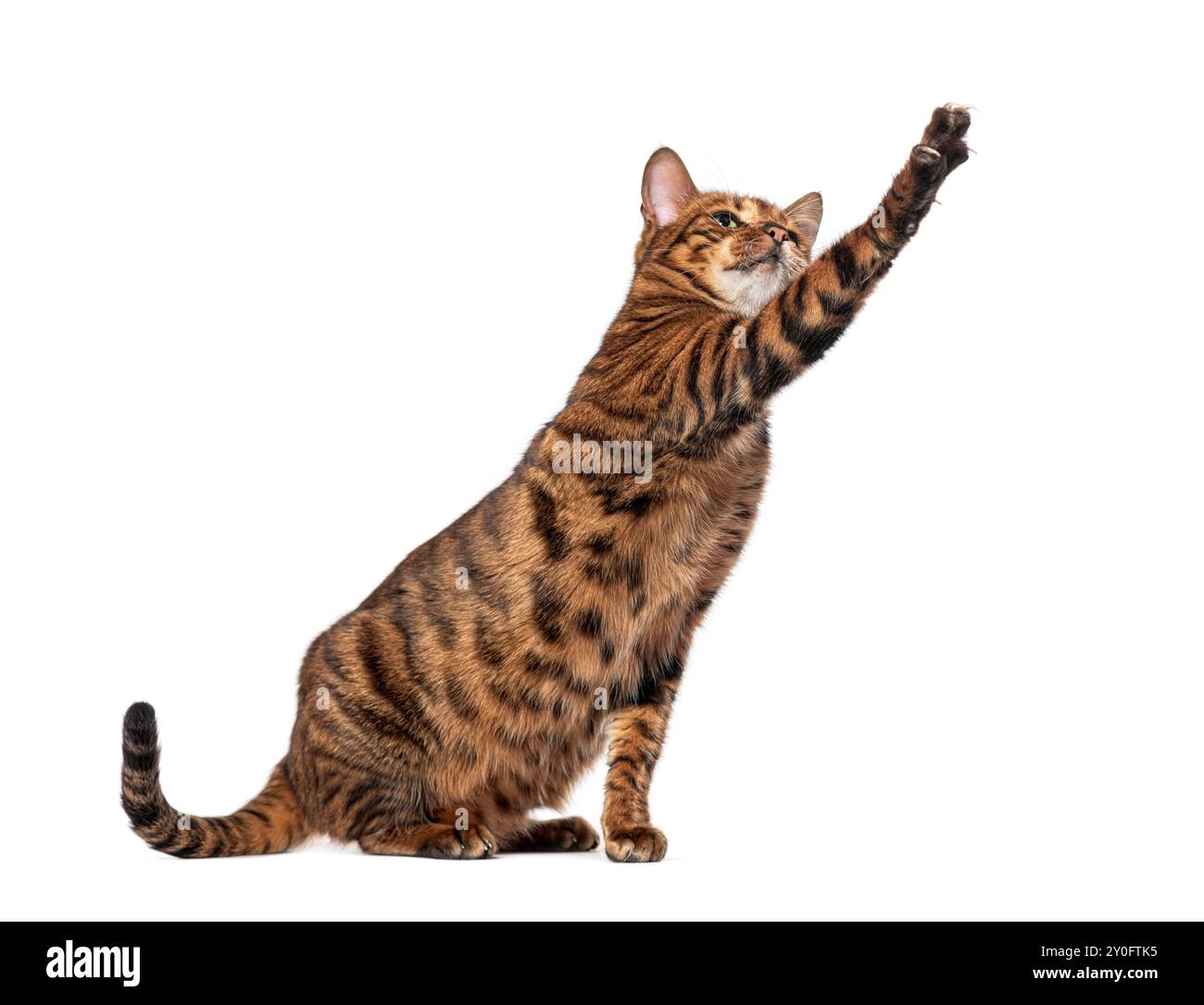 Die Toyger-Katze sitzt und greift mit erhobener Pfote nach oben Stockfoto