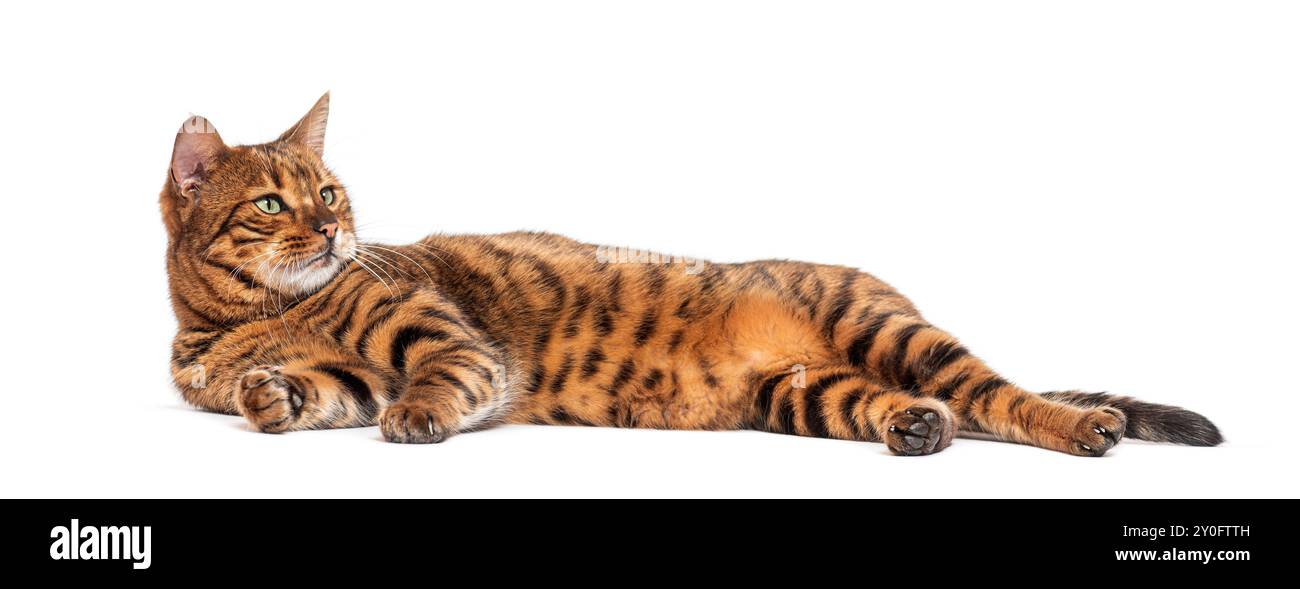 Die Toyger-Katze liegt auf der Seite auf weißem Hintergrund und sieht nach links vom Rahmen Stockfoto