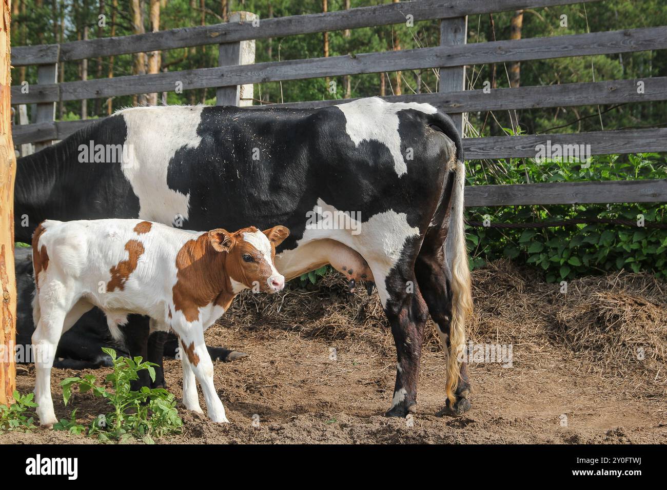 Die Kuh ernährt die Kälbermilch aus dem Euter Stockfoto