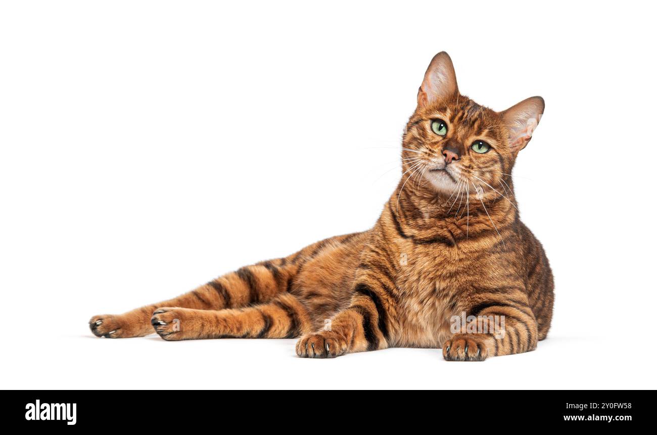 Die Toyger-Katze legt sich auf einem weißen Hintergrund hin und sieht sich um Stockfoto